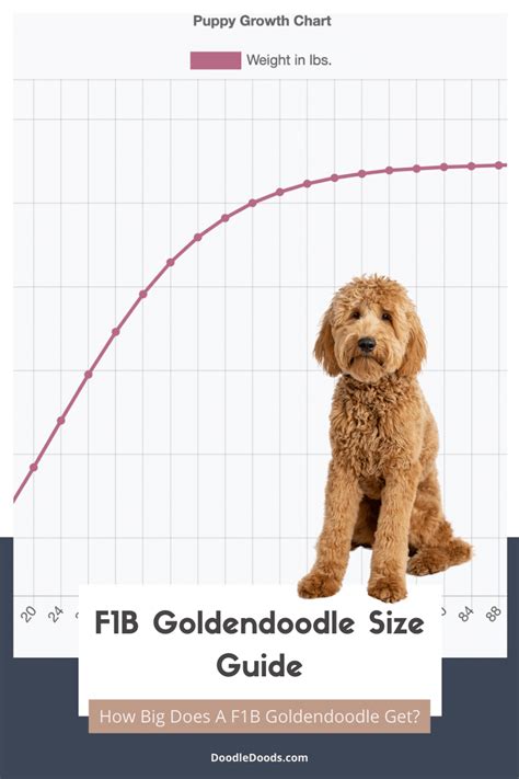 goldendoodle size chart weight.